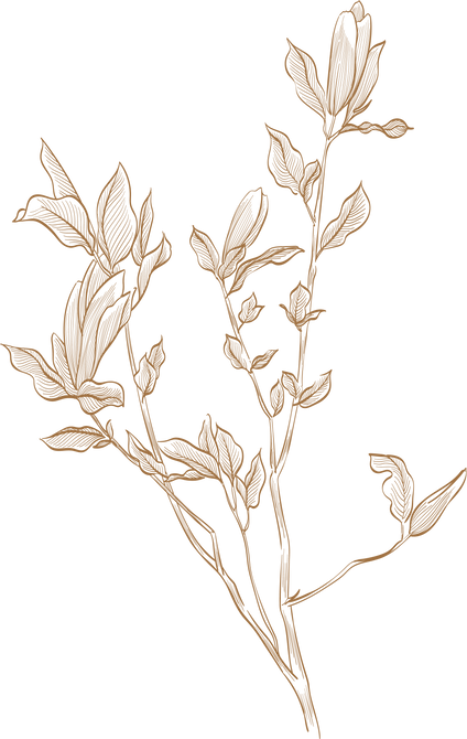 Hand Drawn Branch of Brown Flower Element.